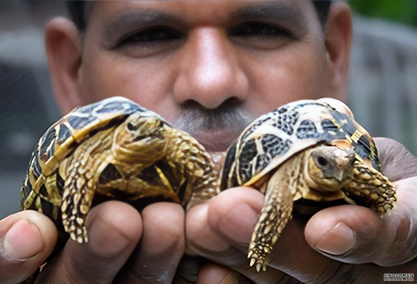 Illegal trade threatens the survival of Indian star