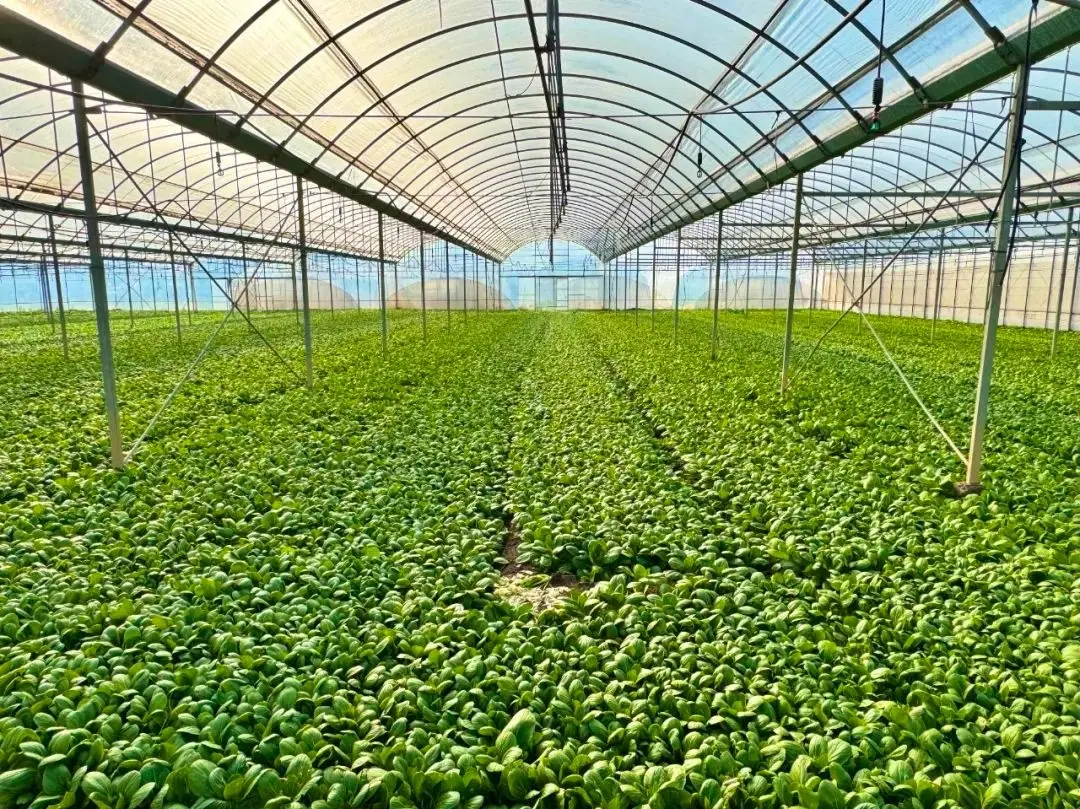 Multiple countries are making efforts to cultivate 