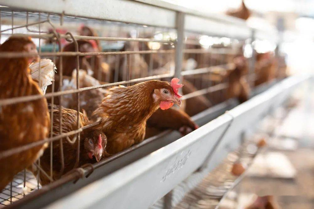 The third poultry farm in northern Victoria, Austra